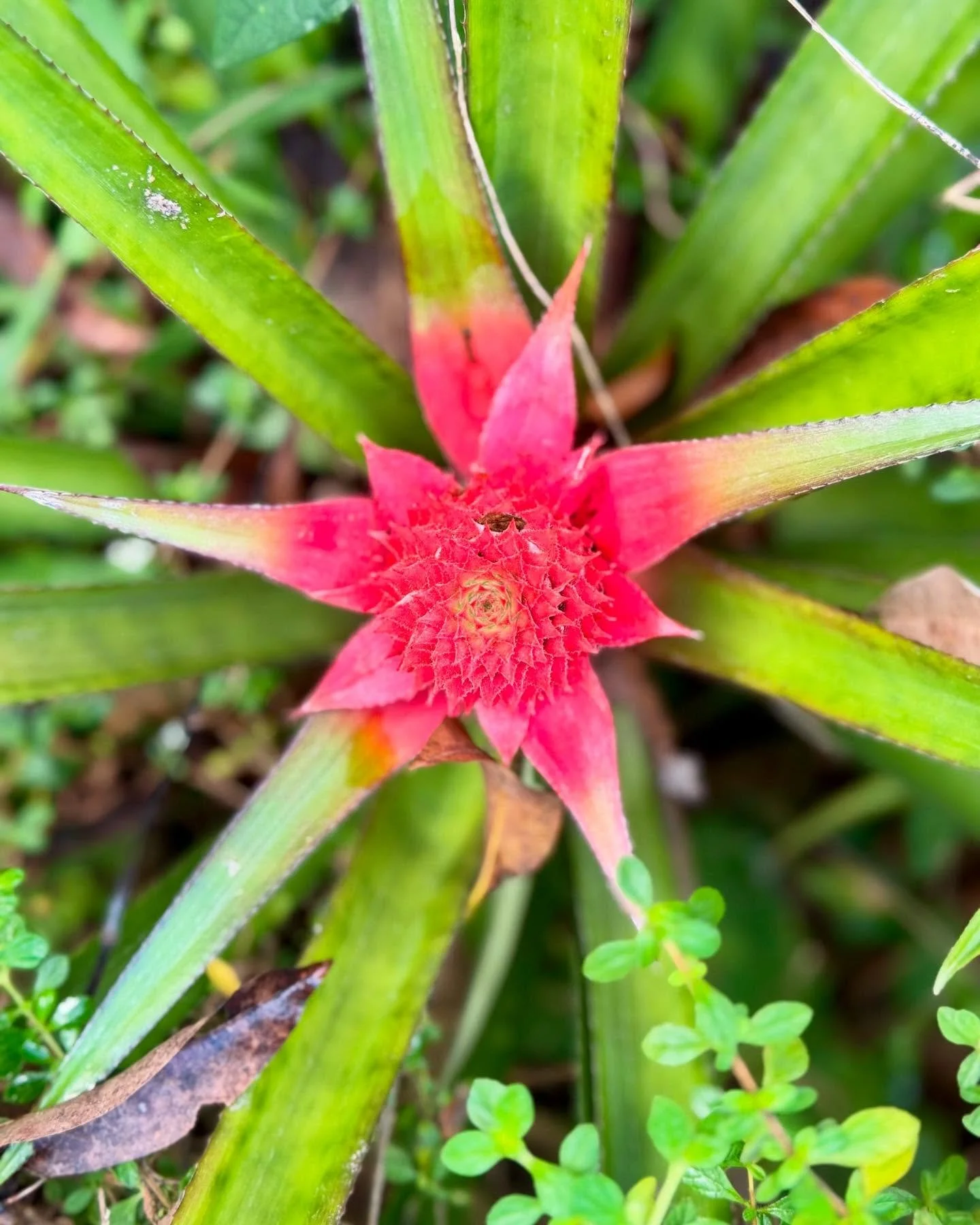 This is what spring looks like in the gardens at the Fig Tree Studio Art Gallery. The mango trees are in full blossom, and an abundance of other fruits like pineapples, bananas, pawpaw, jack fruit, and malay apples. The flowering heliconias are attra