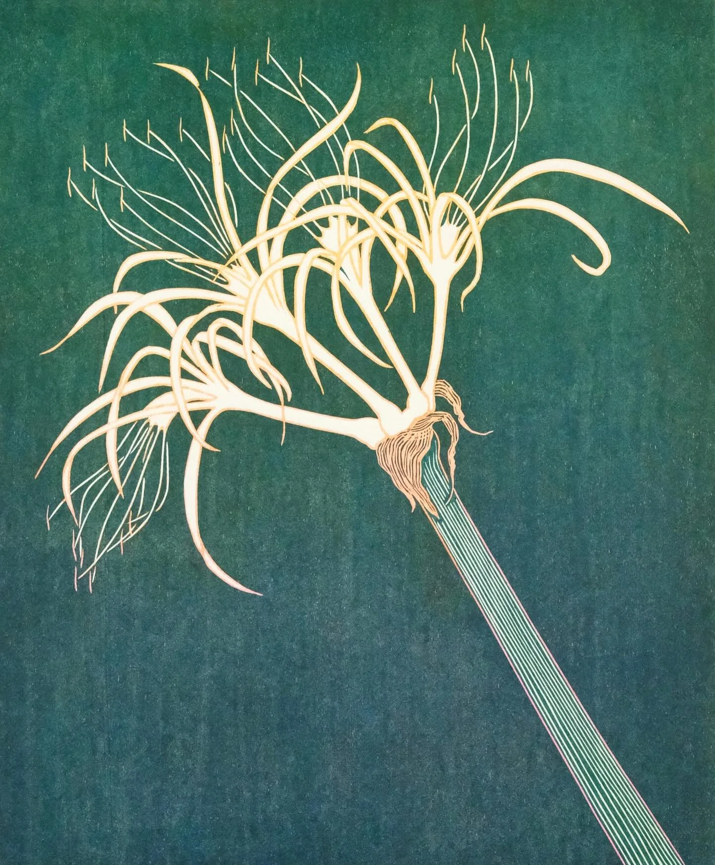 The Botanical Woodcut Series by @sallieharker. The spider lily, ylang ylang, passionfruit and the vanilla orchid are all grown in the gardens at the Fig Tree Studio Art Gallery. Individually handmade using an etching press there is a wide selection o