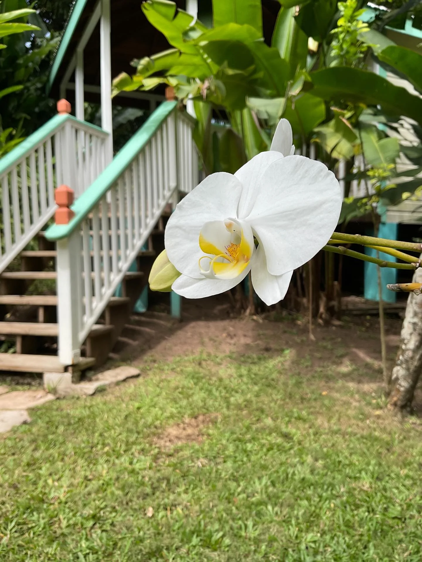 Flowers in bloom @figtreestudioantigua 🌼🌸

#caribbeanart #artgallery #figtreedrive #artforinteriors #antiguaandbarbuda