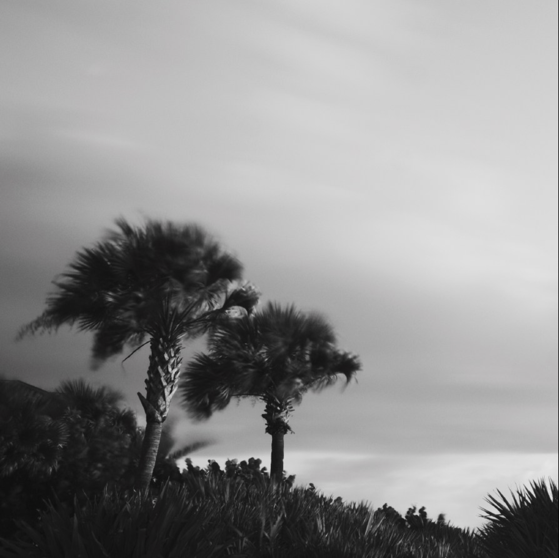 Breezy palms 2