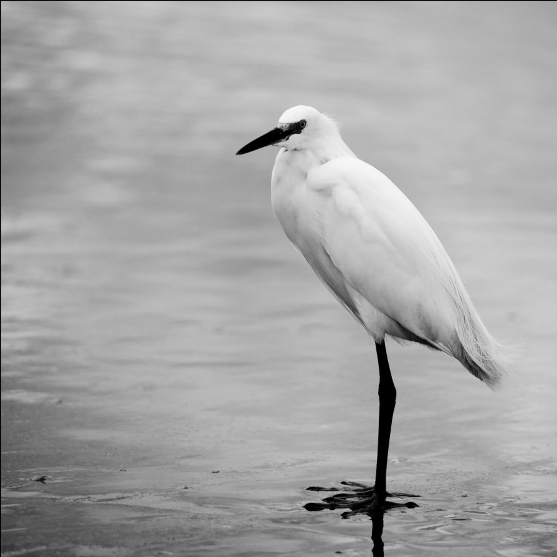 Sea Bird