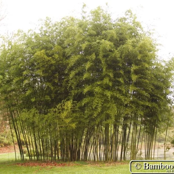 Running Bamboo — Bamboo Valley