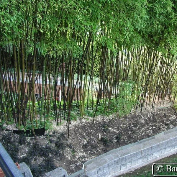 Phyllostachy nigra - aka "Black Bamboo"