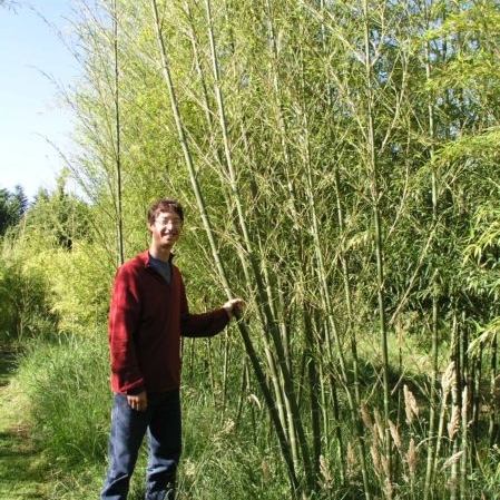 Phyllostachy nigra 'Bory' - aka Tiger Bamboo