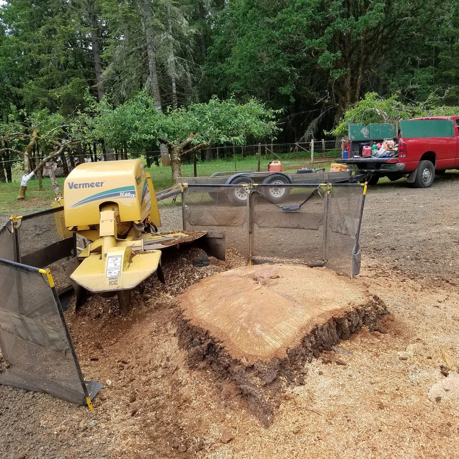 A gigantic pine stump in a customer's front yard