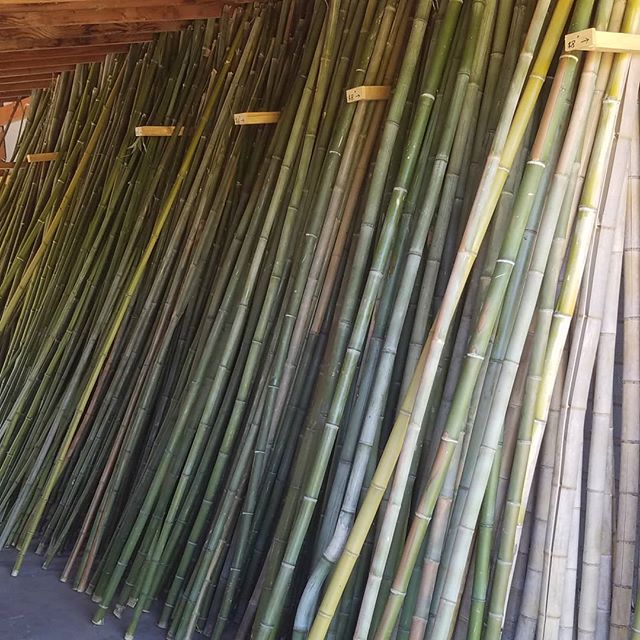 Cut bamboo poles for sale