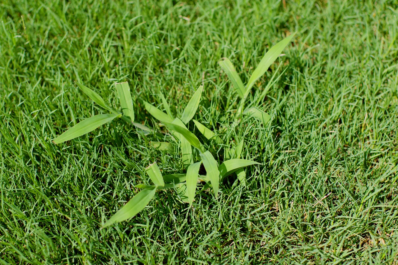 Crabgrass