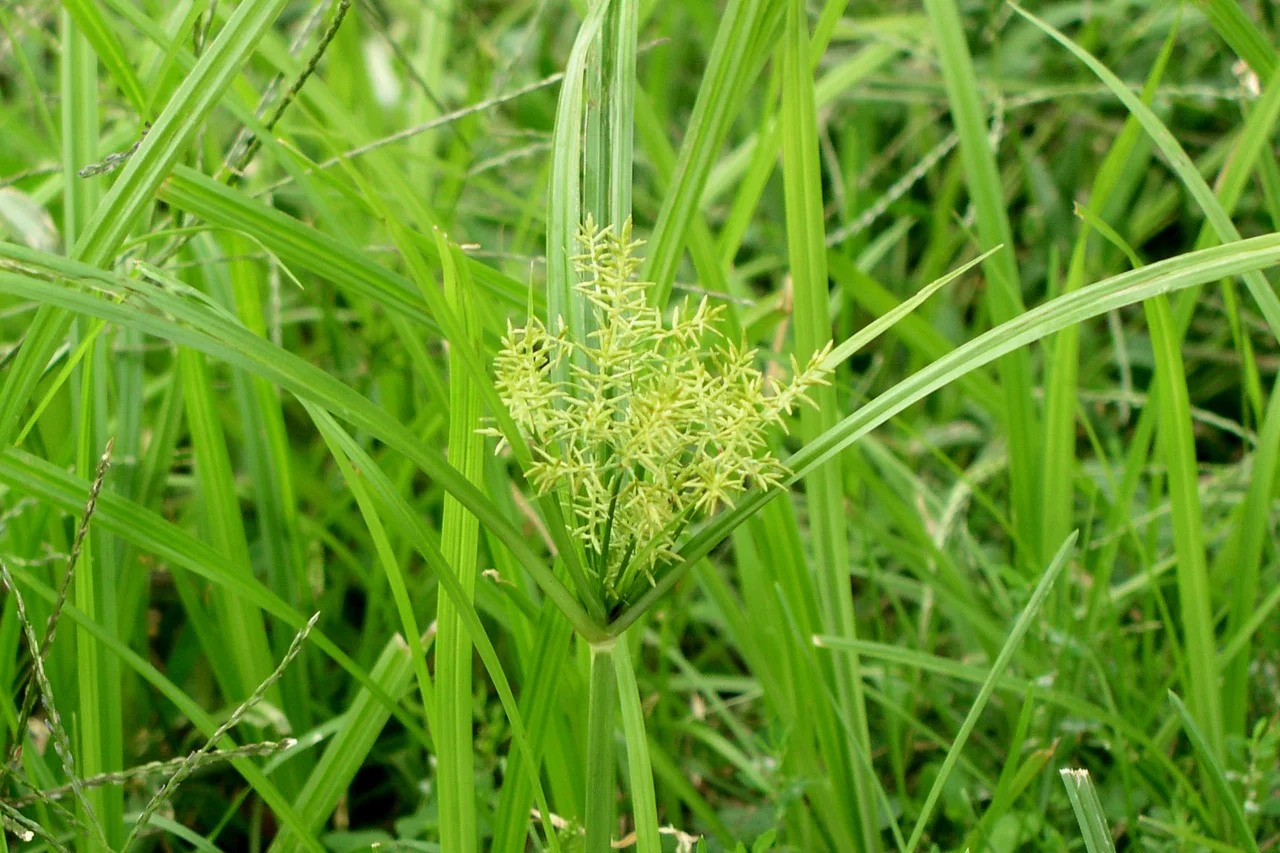 Yellow Nutsedge