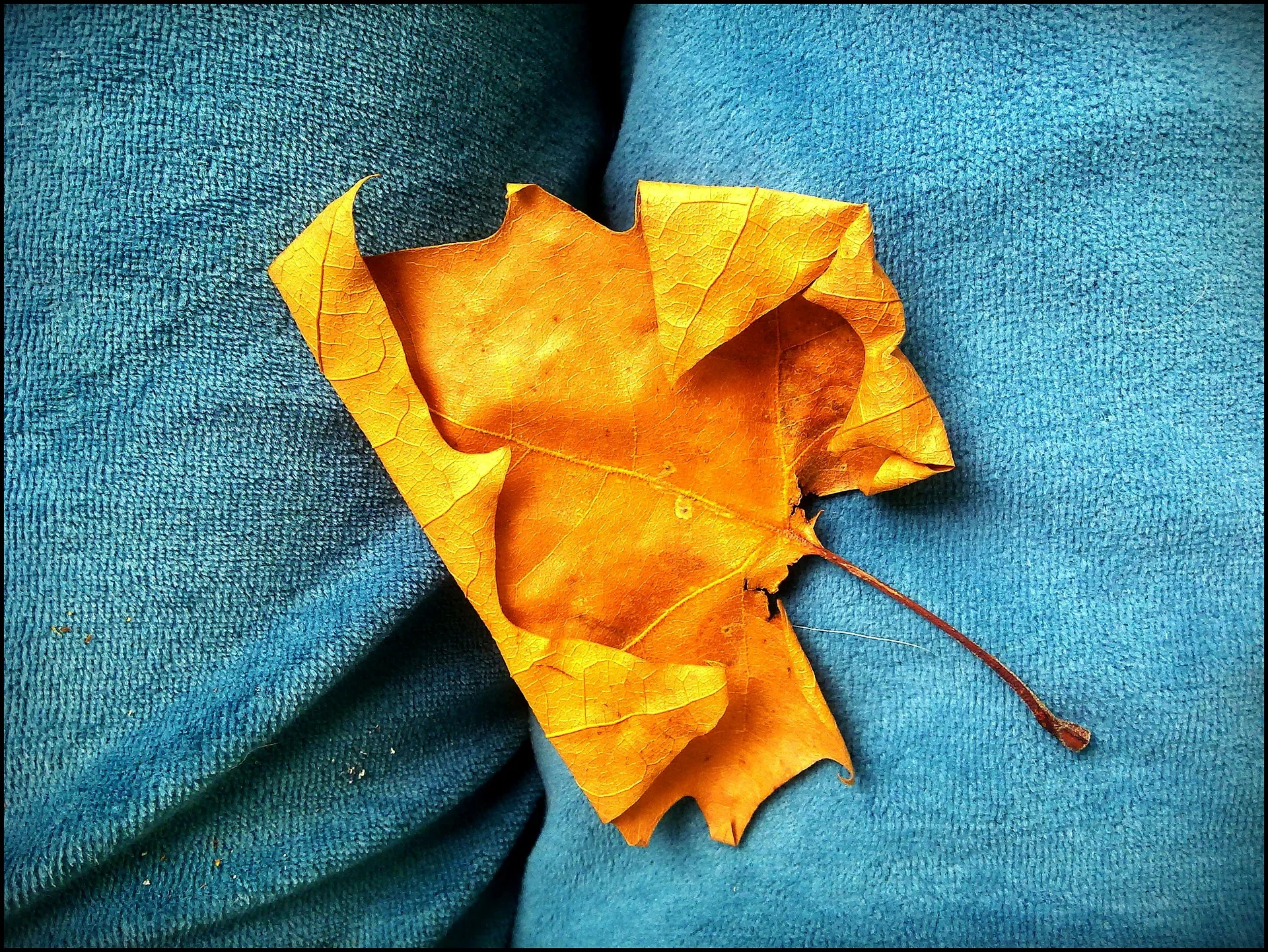 autumn-195406_1920.jpg