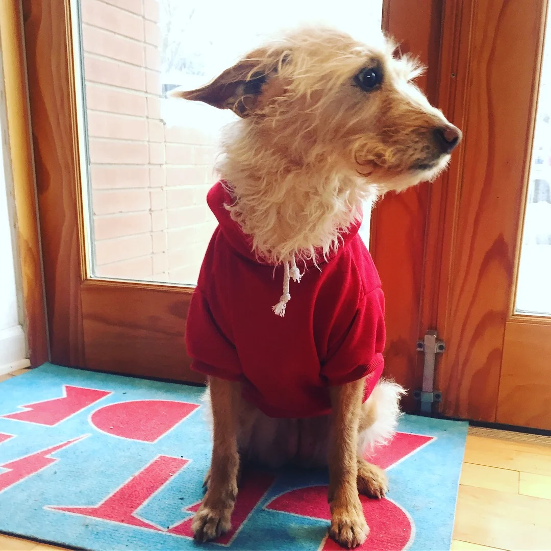Custom Hoodies and Dresses for Dogs