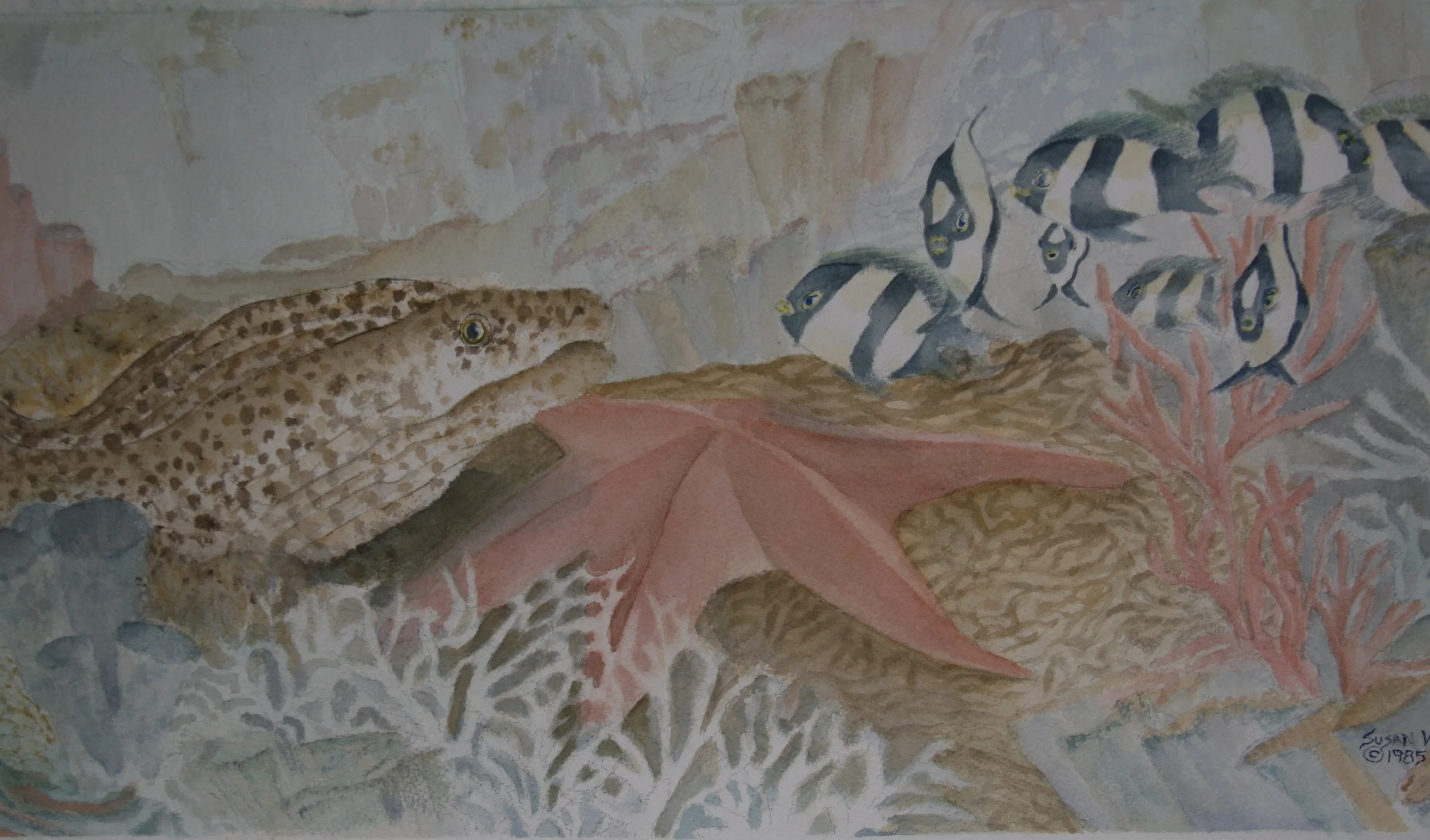 The Eel at Palancar Reef  18x24