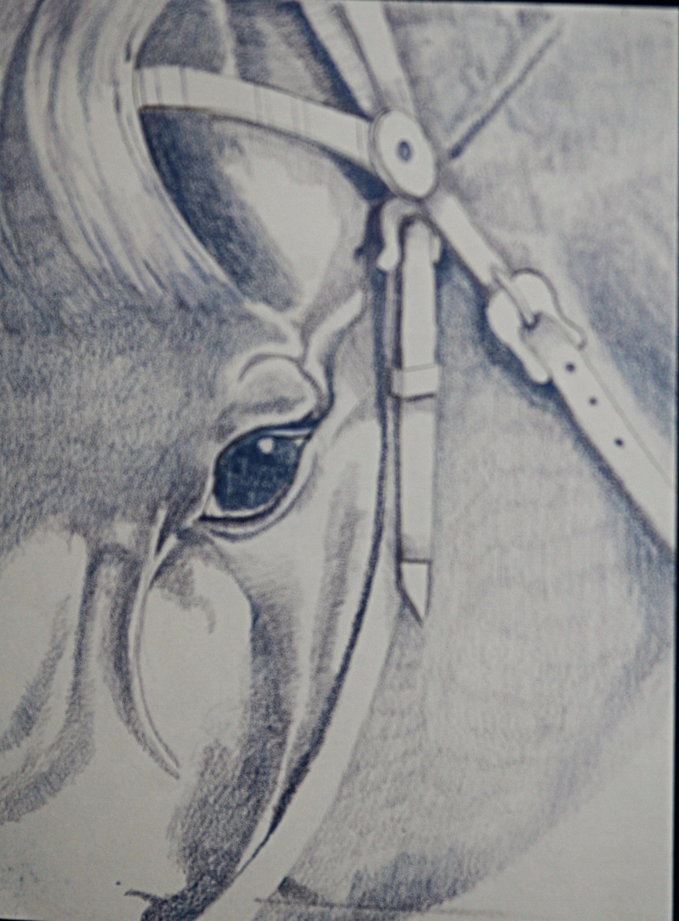 Bridled   10" x 14"
