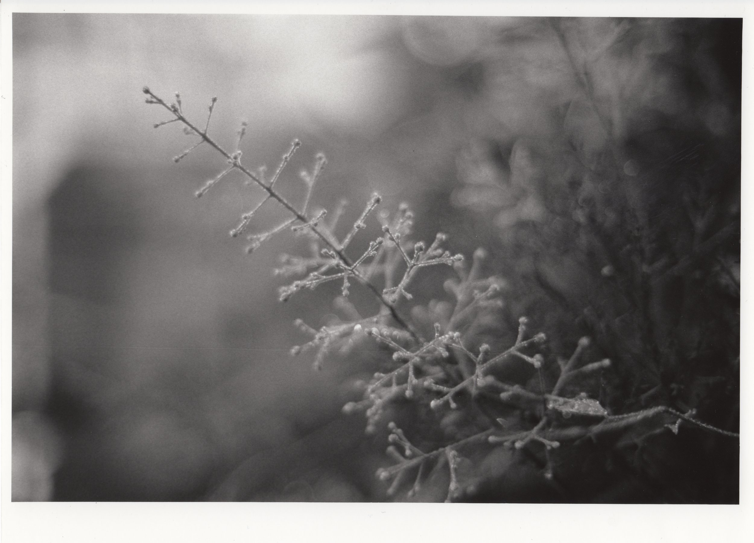 Developing Milestones