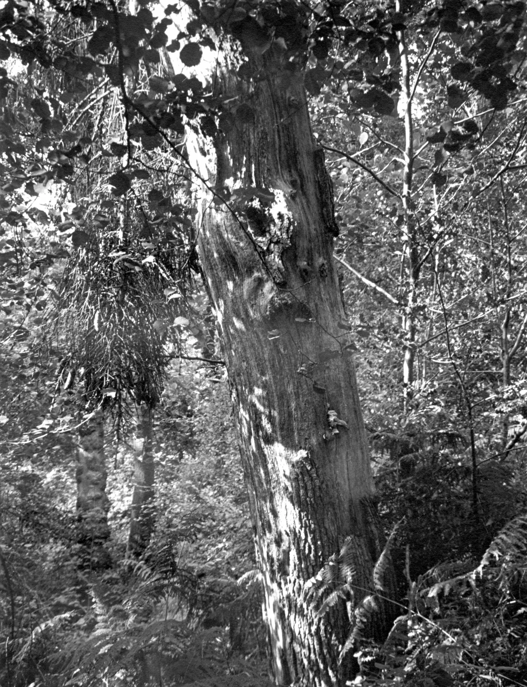 Finding a replacement Point and Shoot: Pentax ESPIO 125M