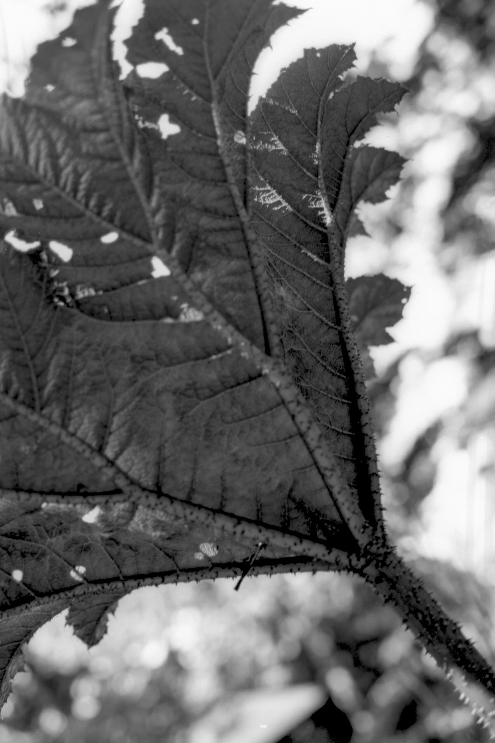 Lomo-Fantome8-2.JPG