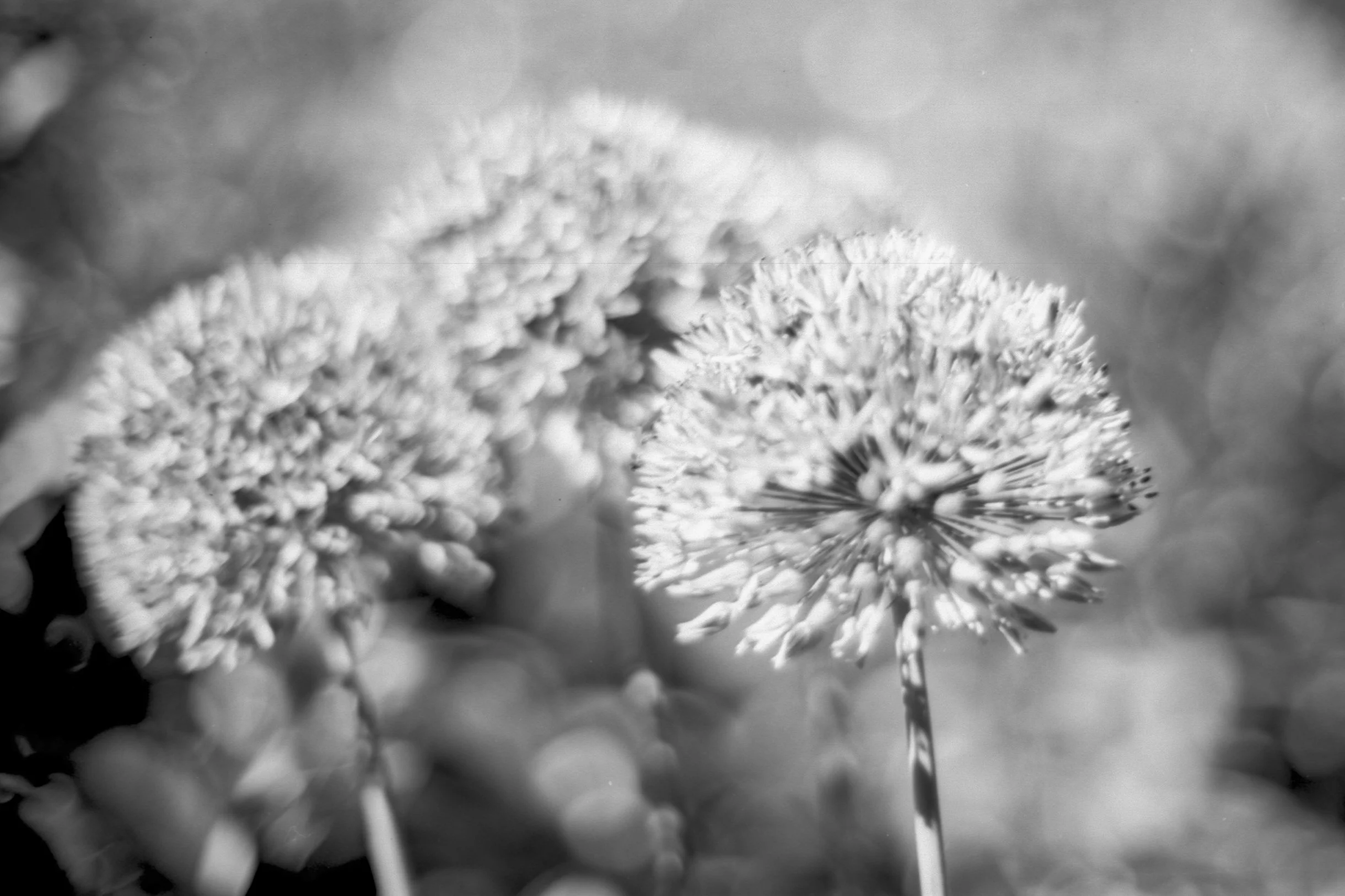 Lomo-Fantome8-0.JPG
