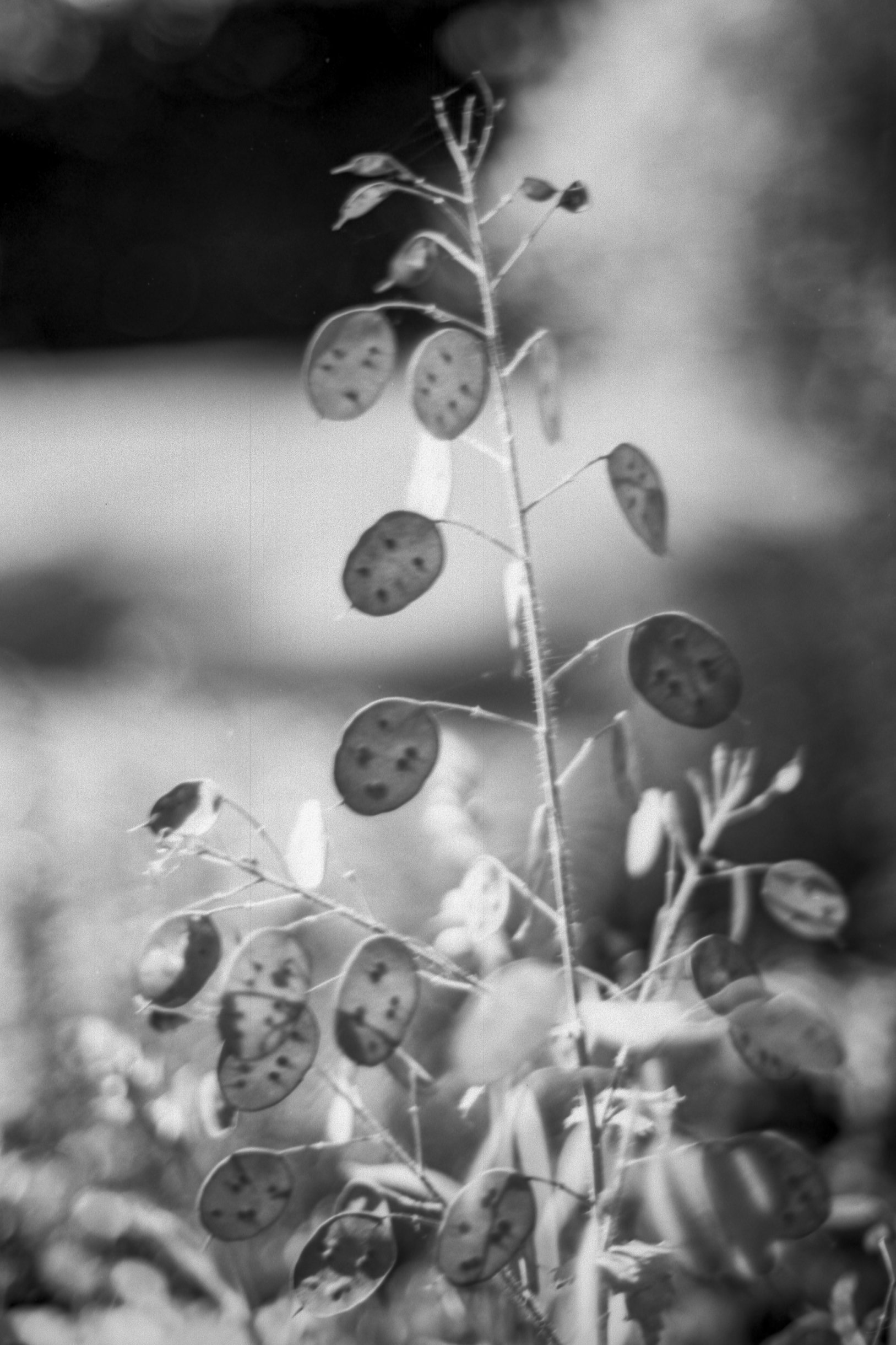 Lomo-Fantome8-7.JPG