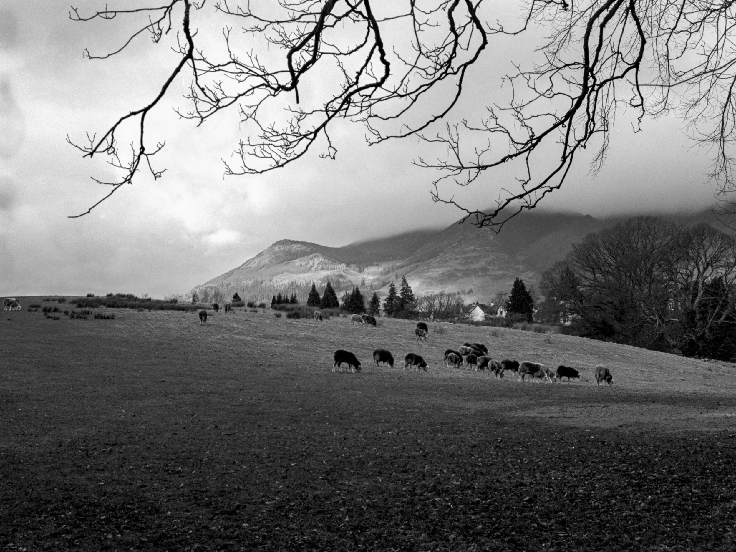 A black and white photo of Crow Park in Keswick with sheep grazing on a hillside, trees, and fells in the background, with leafless branches overhead.