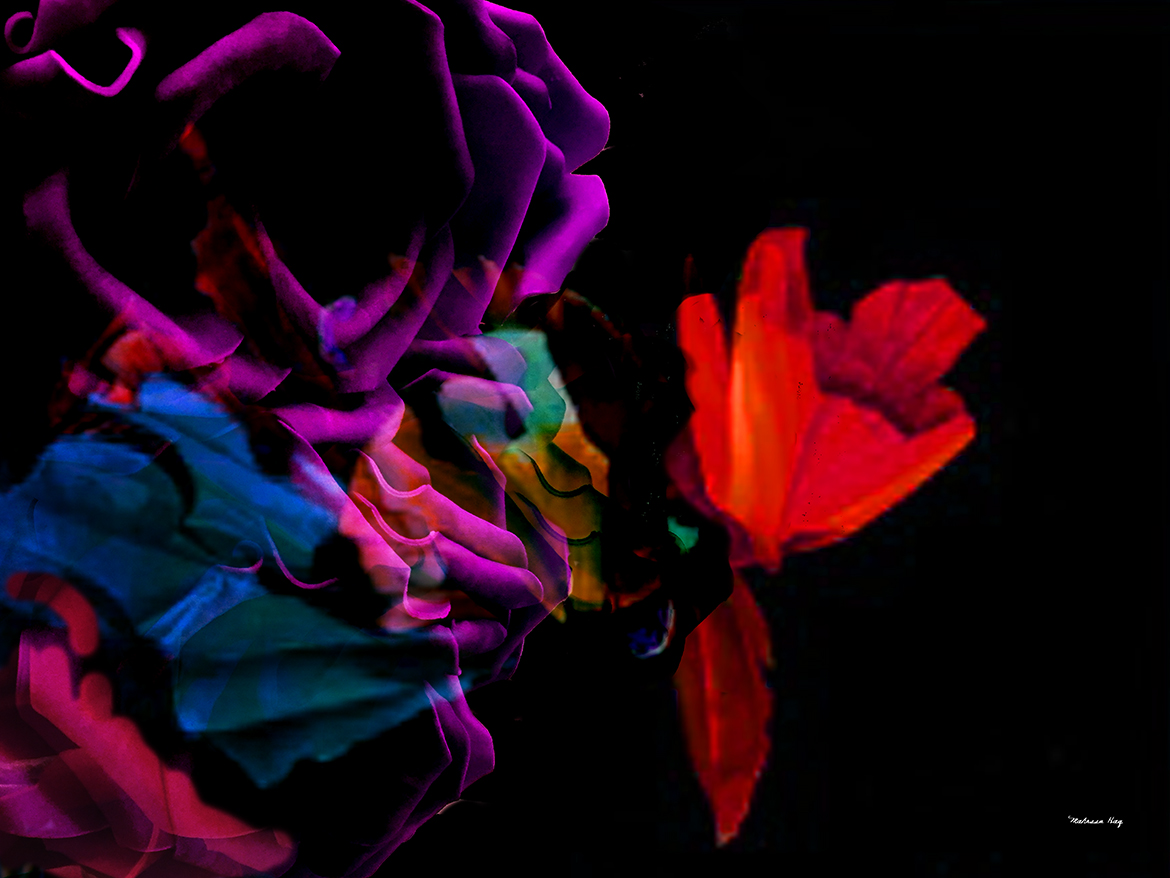 bloom2- 60x45.jpg