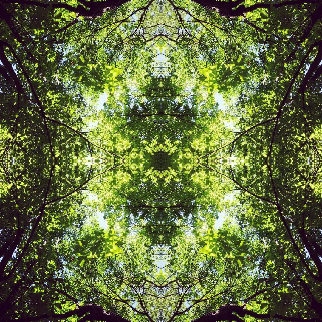 Introduction to Western Herbalism - 4 part series