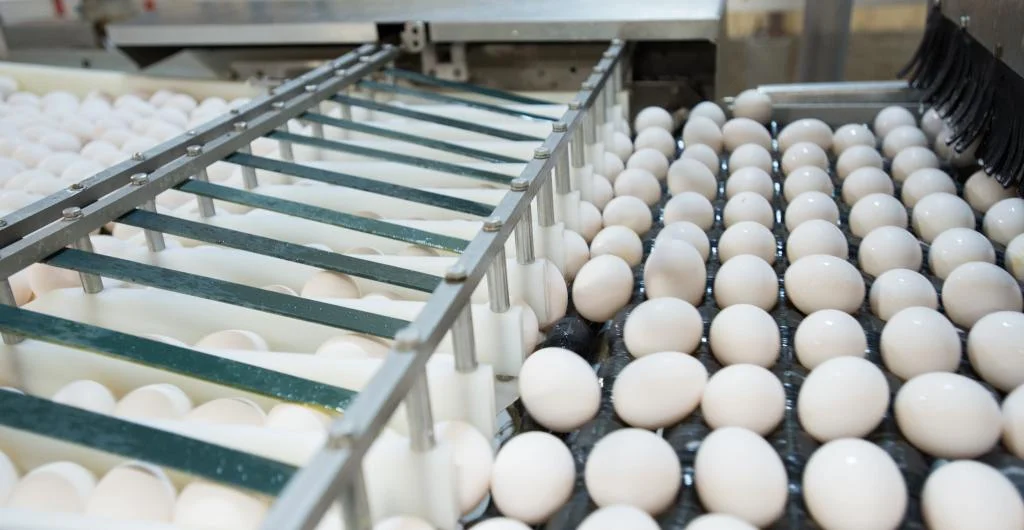 Iowa egg farmers produce nearly 16 billion eggs each year.