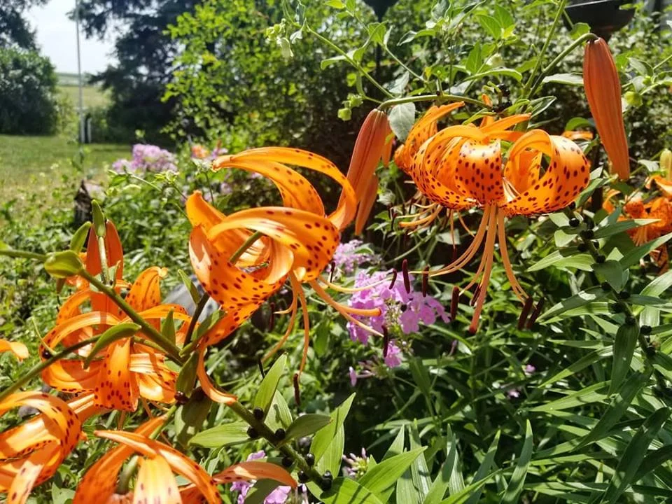 Tiger lilies connect generations of family on Darcy Maulsby's Century Farm. Photo credit: Darcy Dougherty Maulsby