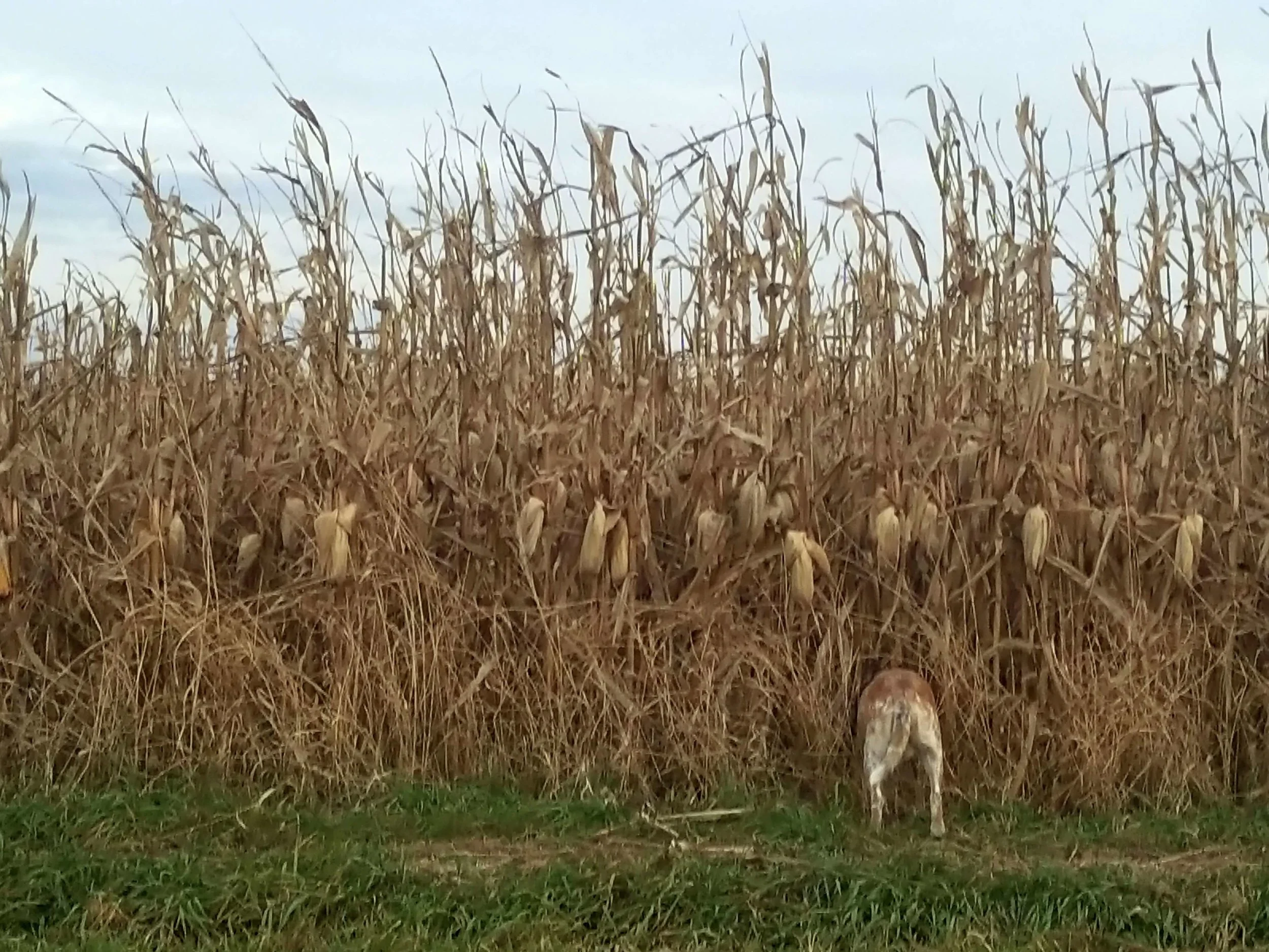 Maggie the red heeler sniffs cornfields before the crop is harvested. Photo credit: Darcy Dougherty Maulsby