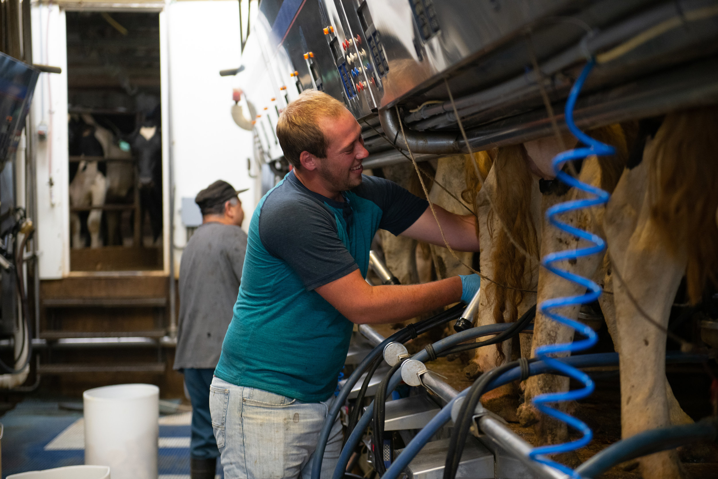 Country View Dairy has a 200-head dairy herd. The cows are milked twice a day. Photo credit: Joseph L. Murphy/Iowa Soybean Association