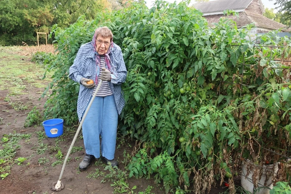 Tom’s mom Sally picking fresh tomatoes from her own plants in 2017. Photo credit: Tom Oswald