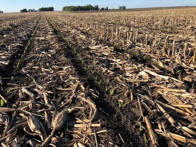 I planted one field of corn following last year’s corn. Strip injecting fertilizer and moving residue away from the seedling corn row helps a great deal in our soils. This field is not out-of-the-woods but is off to a good start especially considering the 2019 planting season. Photo credit: Tom Oswald