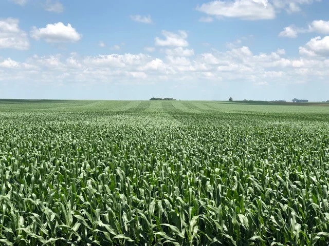 The spike on the top of plants tells us that the tassel is near. This photo was taken July 13. Photo credit: Tom Oswald.