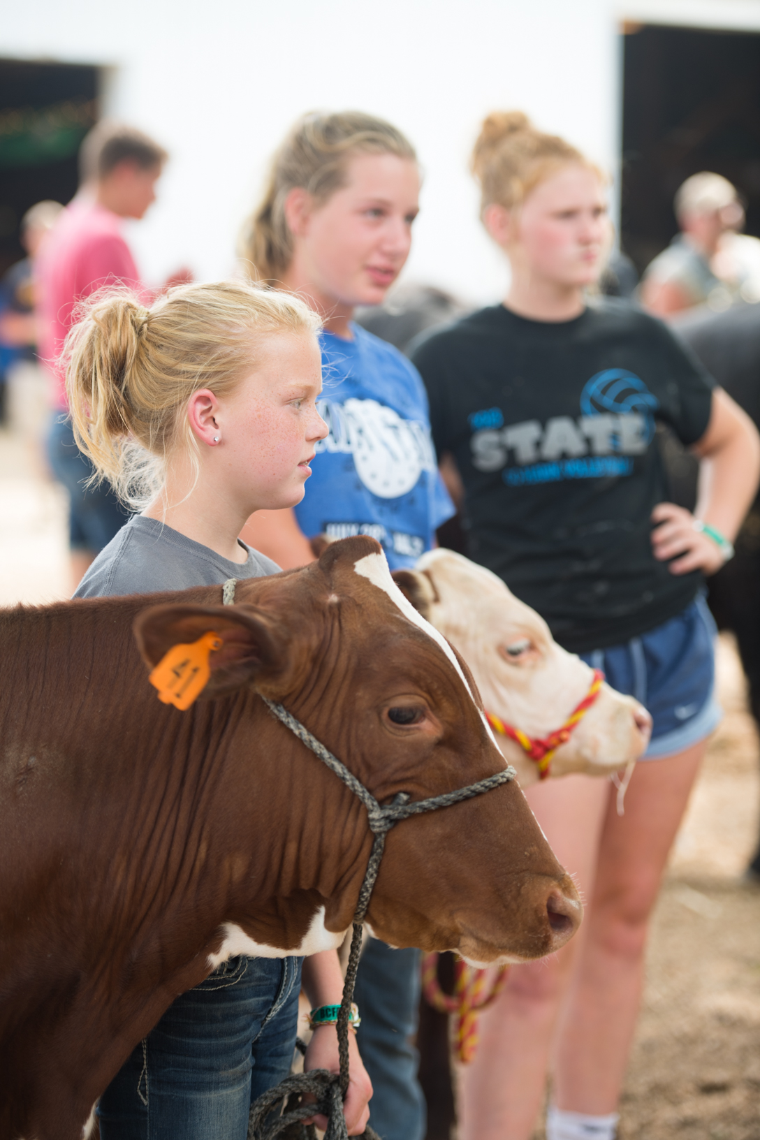 Macy Tiedt, Karissa Oldenburger and Cari Schroeder hold their cattle while waiting for a show at the Bremer County Fair in Waverly. Photo credit: Joseph L. Murphy, Iowa Soybean Association