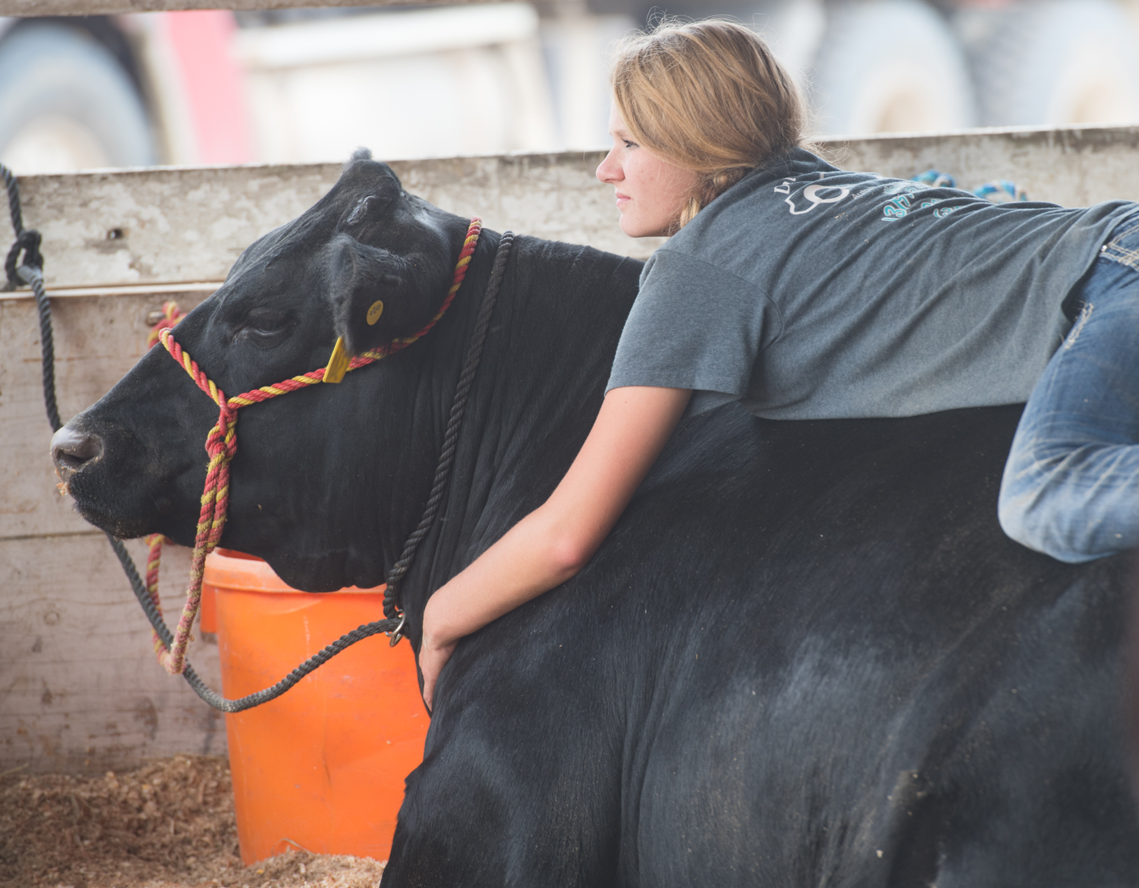 Katelyn Bartels of Sumner relaxes on her steer while visiting with friends at the Bremer County Fair in Waverly. Photo credit: Joseph L. Murphy, Iowa Soybean Association