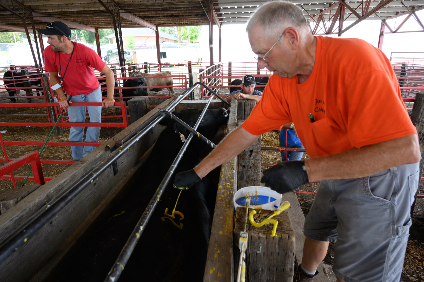 Ralph Hoch applies identifying numbers to cattle before the Prime Steer show at the Jones County Fair. The show has been a constant at the fair since 1949. Today the winning price of $1,000 is the same as it was in 1949. Photo credit: Joseph L. Murphy/Iowa Soybean Association