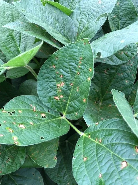 An example of frogeye leaf spot. This variety of soybean must be more susceptible to the disease. Fortunately, the impacts aren’t this bad all over the field. Fungicides are available to control this disease. Photo credit: Tom Oswald.