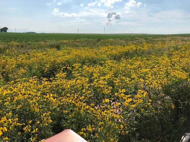 The pollinator patch provides habitat for monarch butterflies and other pollinating insects. Photo credit: Tom Oswald.