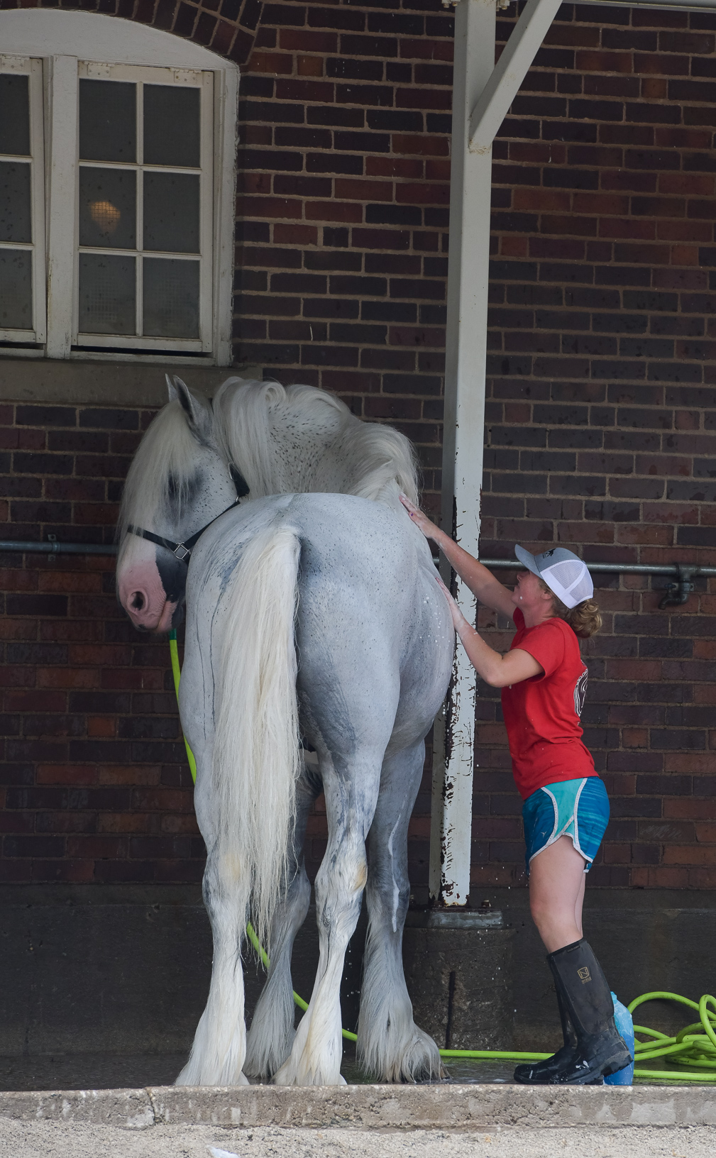 Megan Denny, Blair, Nebraska, gives Loudbridge Louis the Shire draft horse a bath before a show at the Iowa State Fair. Photo credit: Joseph L. Murphy/Iowa Soybean Association