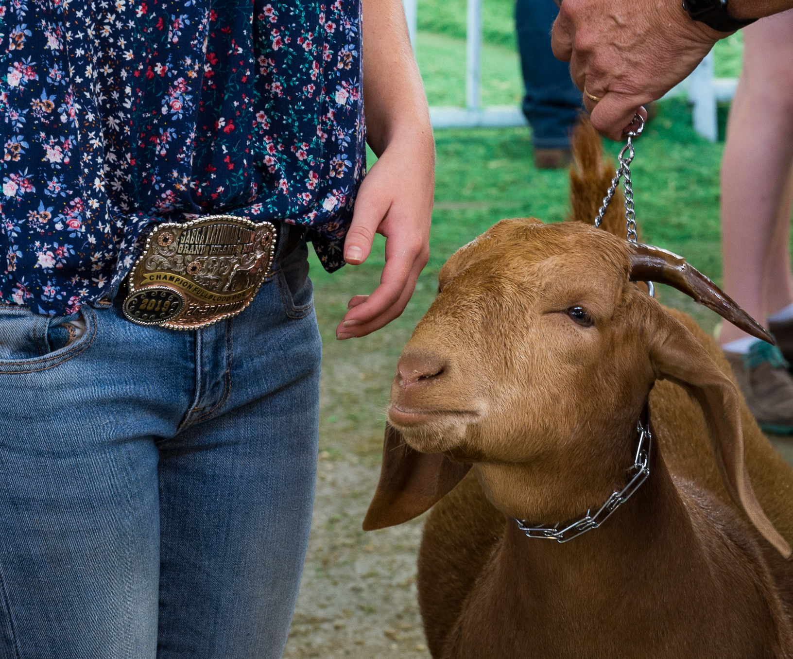 Goats and belt buckles filled the showing on the last day of the Iowa State Fair. Photo credit: Joseph L. Murphy/Iowa Soybean Association