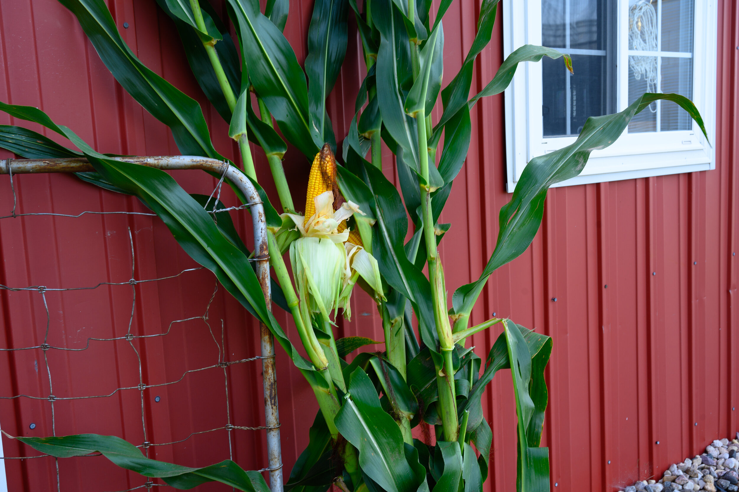 DSC_2305.jpg