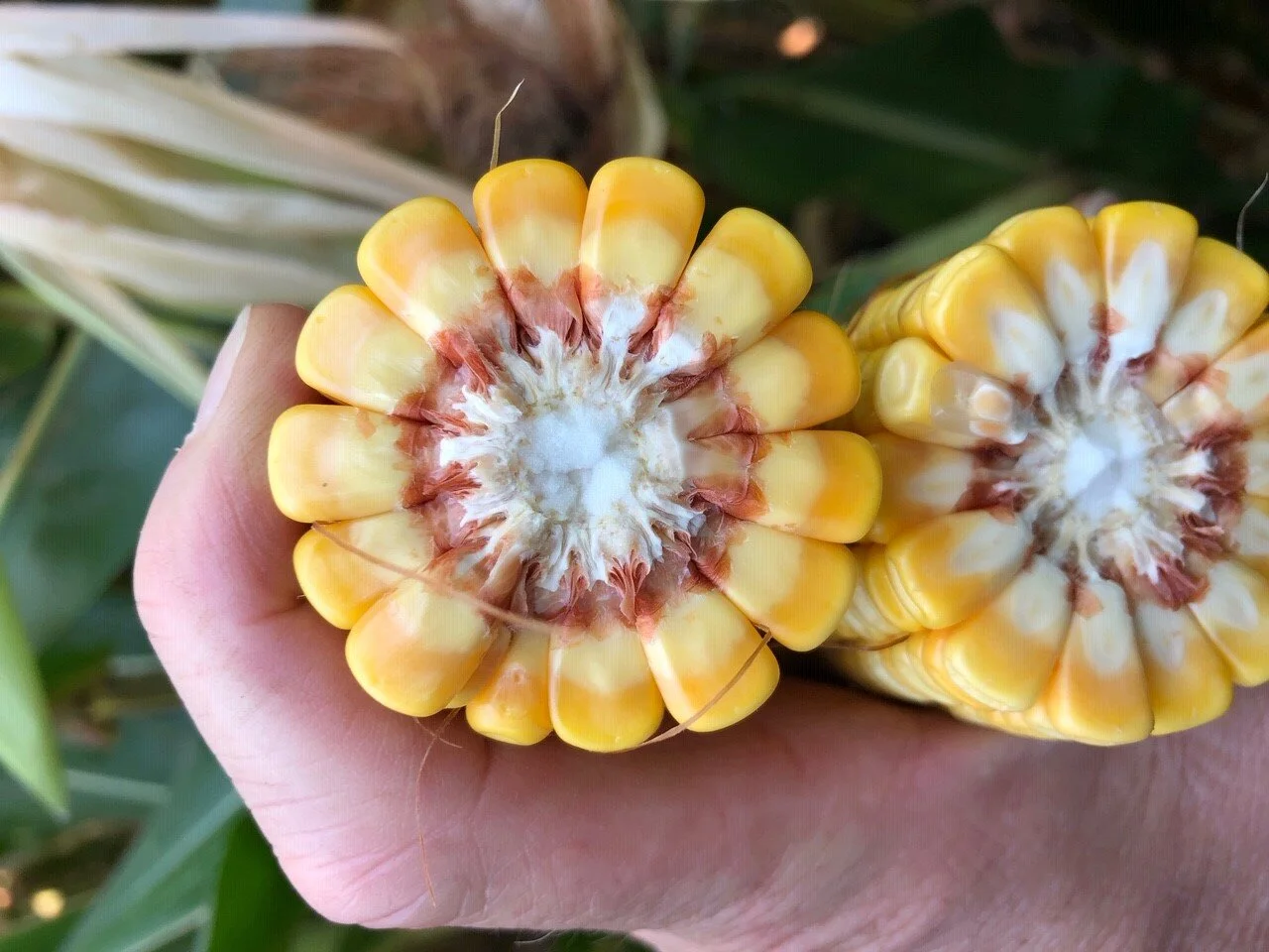 Farm Life Journal September 2019 Iowa Food & Family Project