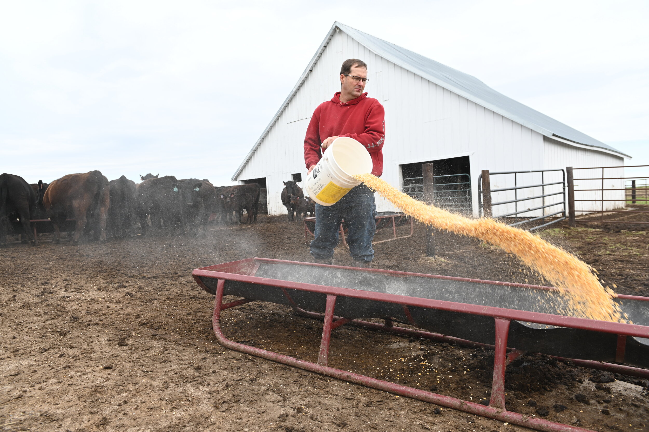  Jeff Jorgenson, a farmer from Fremont County and President of the Iowa Soybean Association, feeds his cattle earlier this spring. 