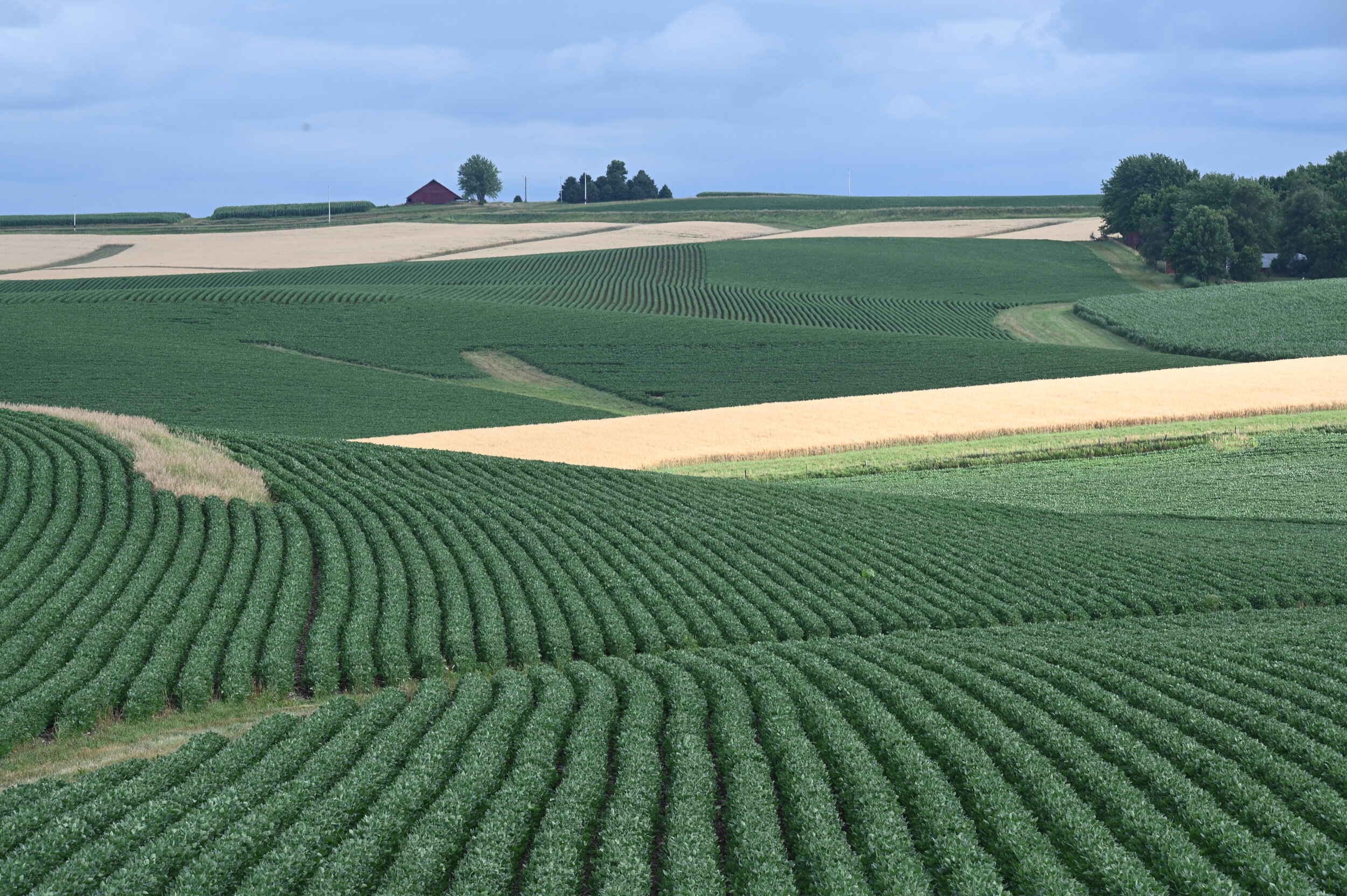  Soybeans, corn and other crops make a patchwork painting on rolling hills near Dedham. 