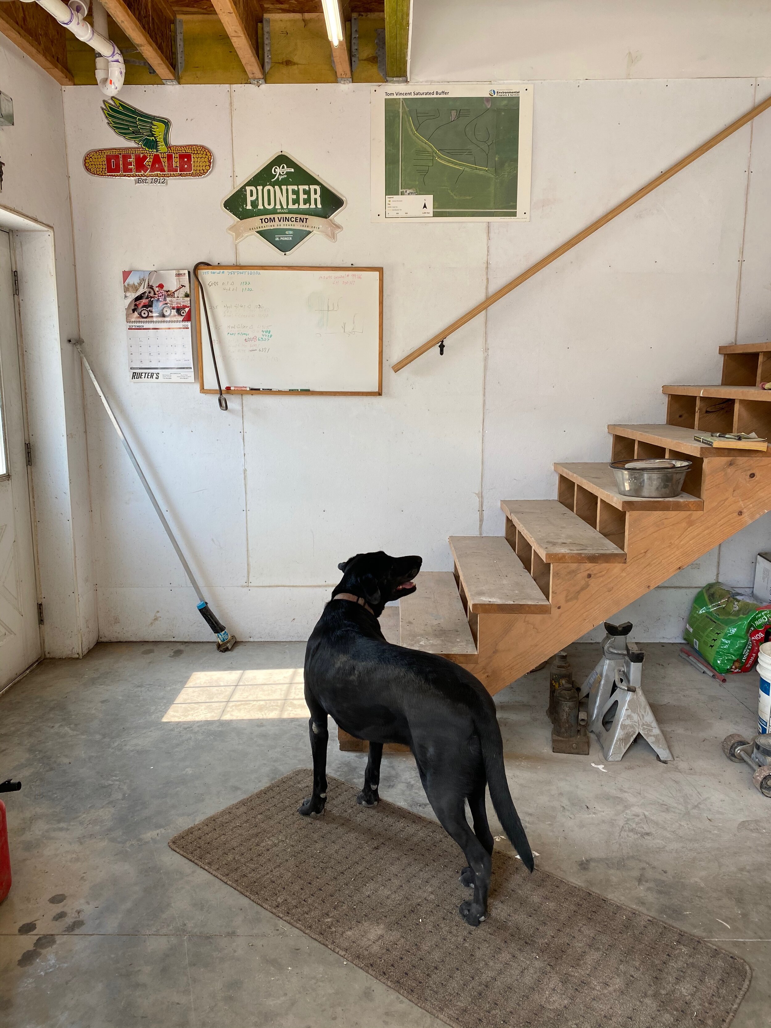  A black lab waits for his friend to come down the stairs at a rural Dallas County farm. 