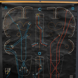 Vintage Educational Brain Chart+256x256px.jpg