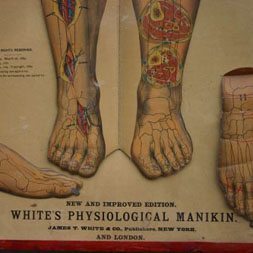 Whites Physiological Manikin Chart+256x256px.jpg