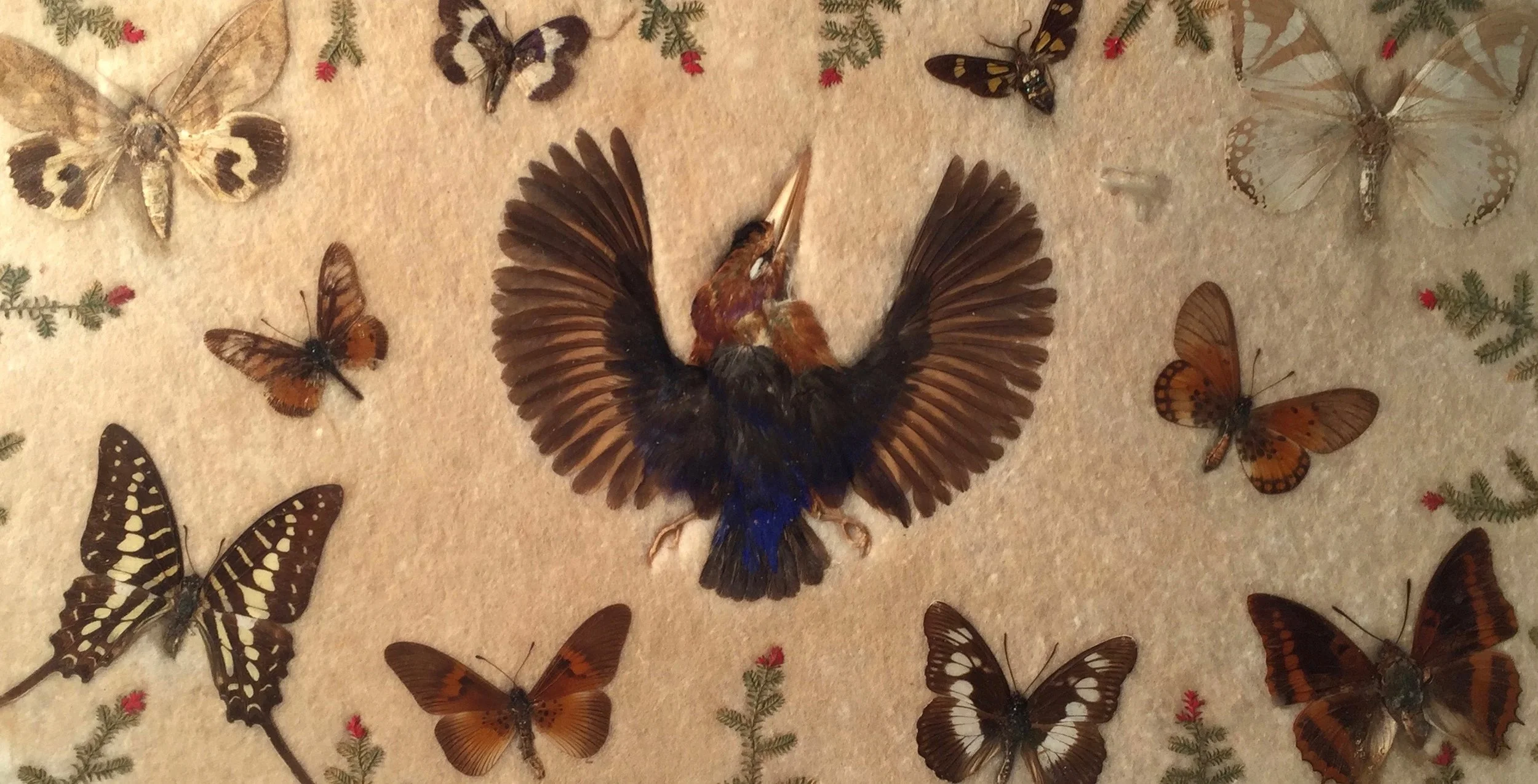 Bird and butterflies 2 copy 2.jpg