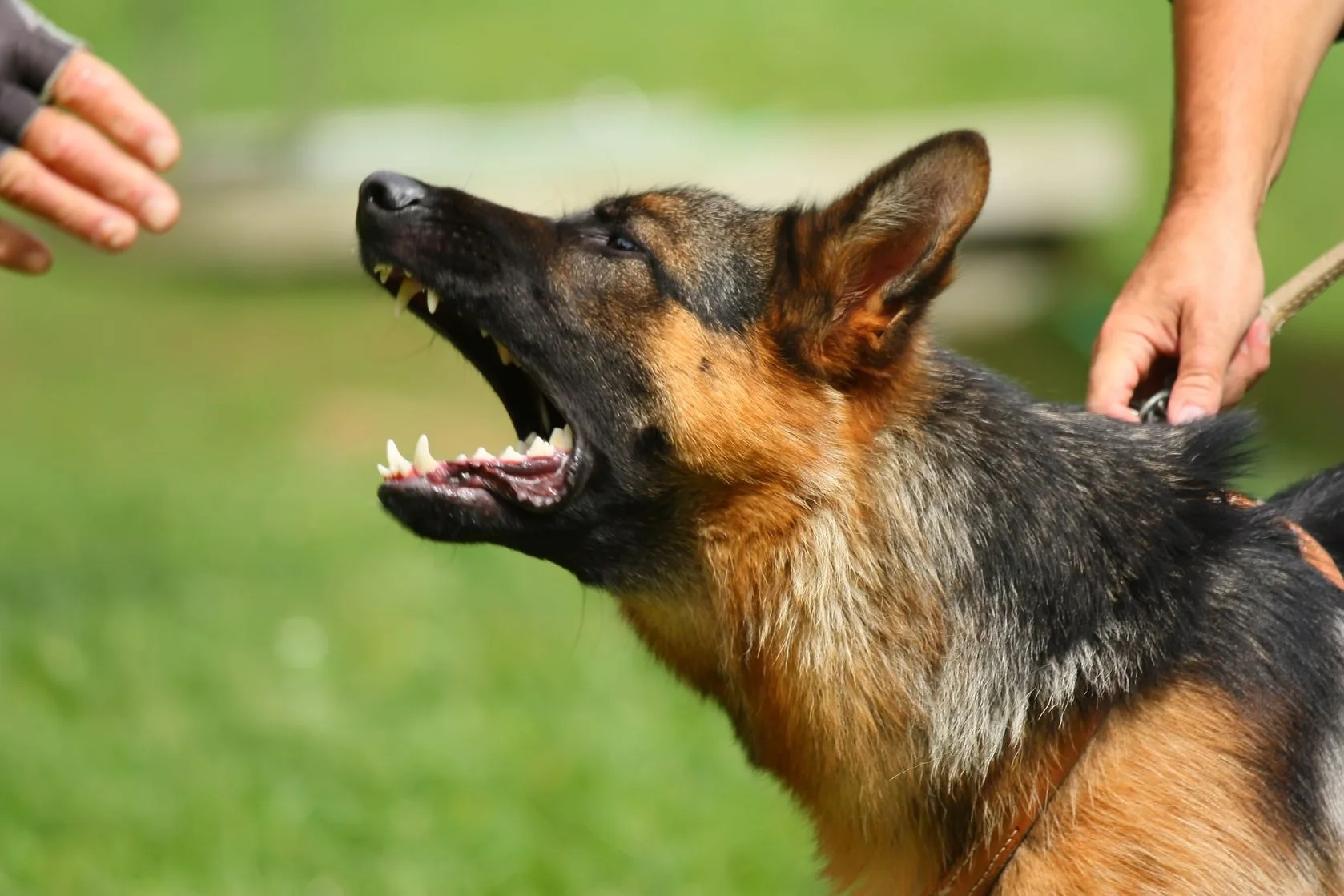 June 21 13180911_L_Dog_Bites.jpg