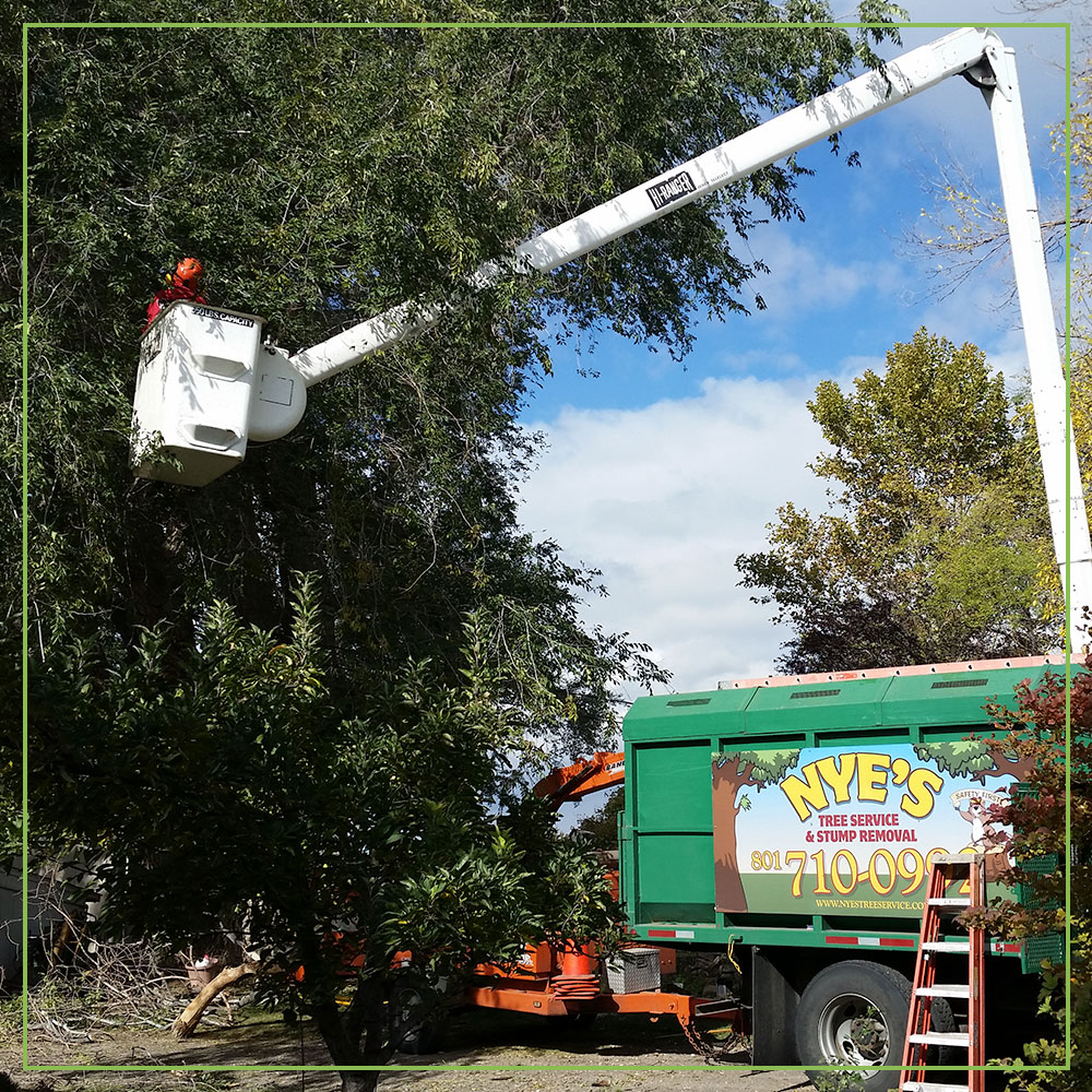 Tree Removal and Stump Grinding Service on Signs of Dying or Sick Tree