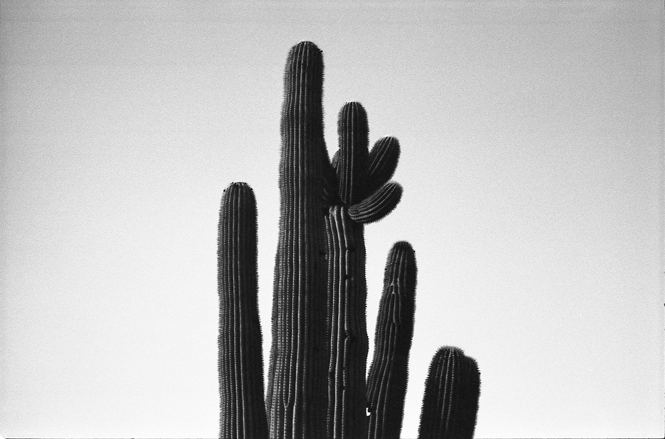 Top of Cactus, Casa Grande AZ, September 2022