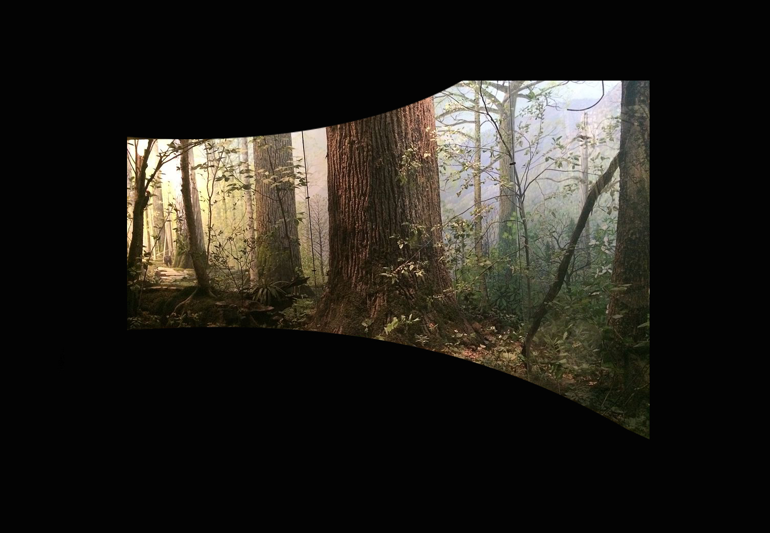 forestVRdiorama.png